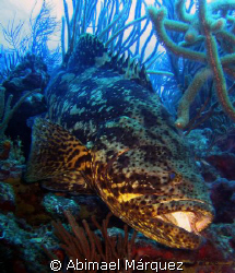 Jewfish (The Rembrandt  Technique), photo taken with an o... by Abimael Márquez 
